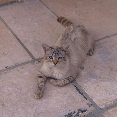Masseria Torrelonga ฟาซาโน ภายนอก รูปภาพ