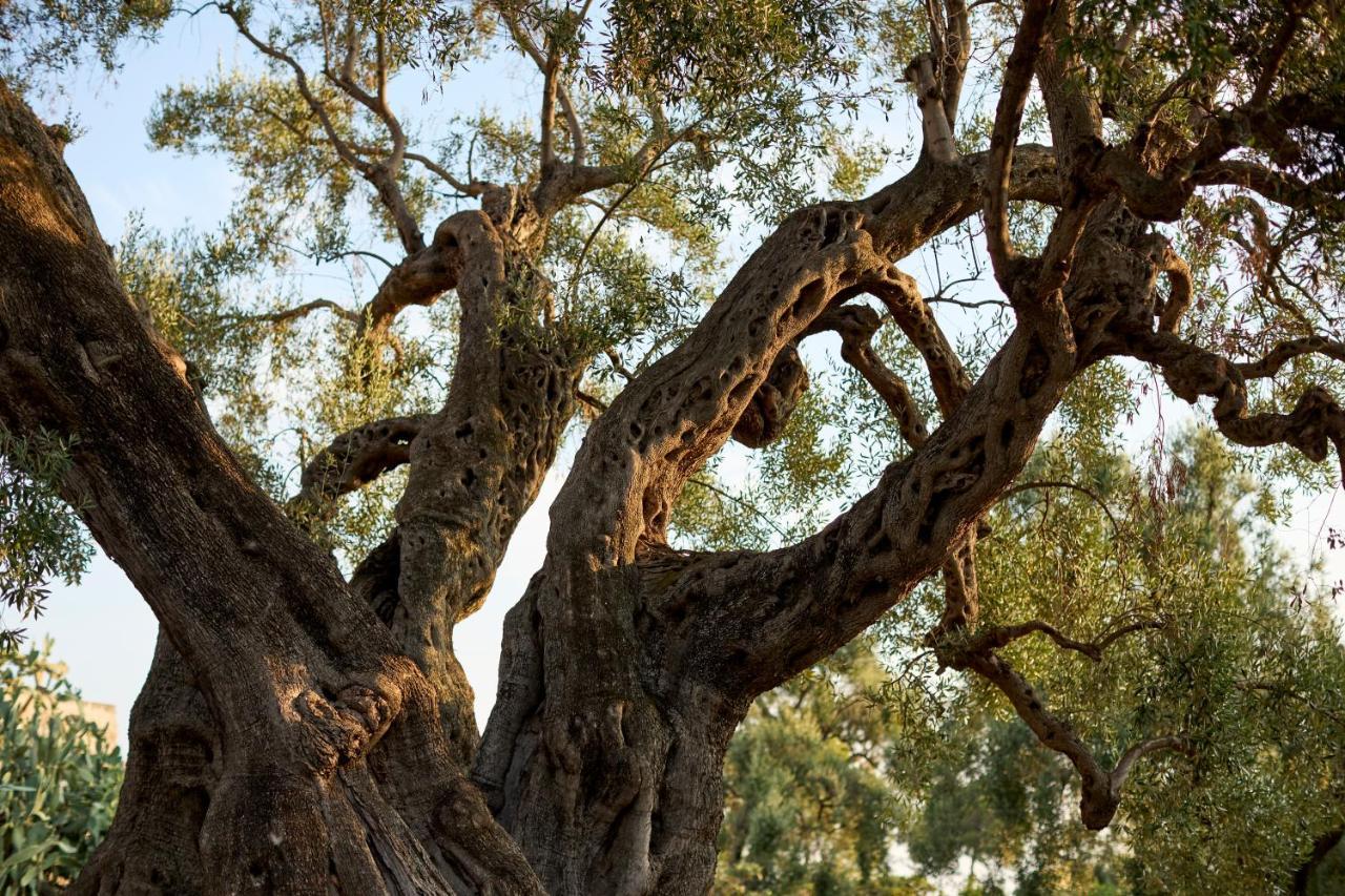 Masseria Torrelonga ฟาซาโน ภายนอก รูปภาพ