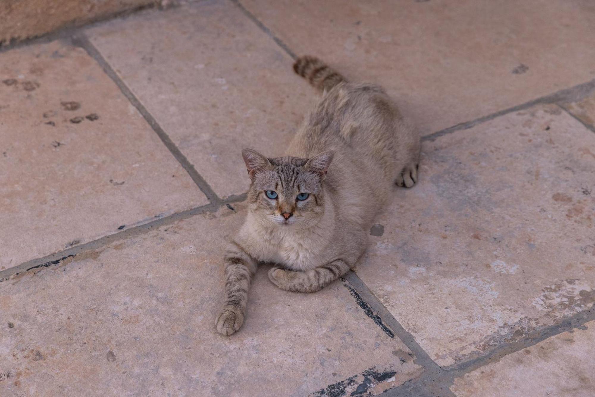 Masseria Torrelonga ฟาซาโน ภายนอก รูปภาพ