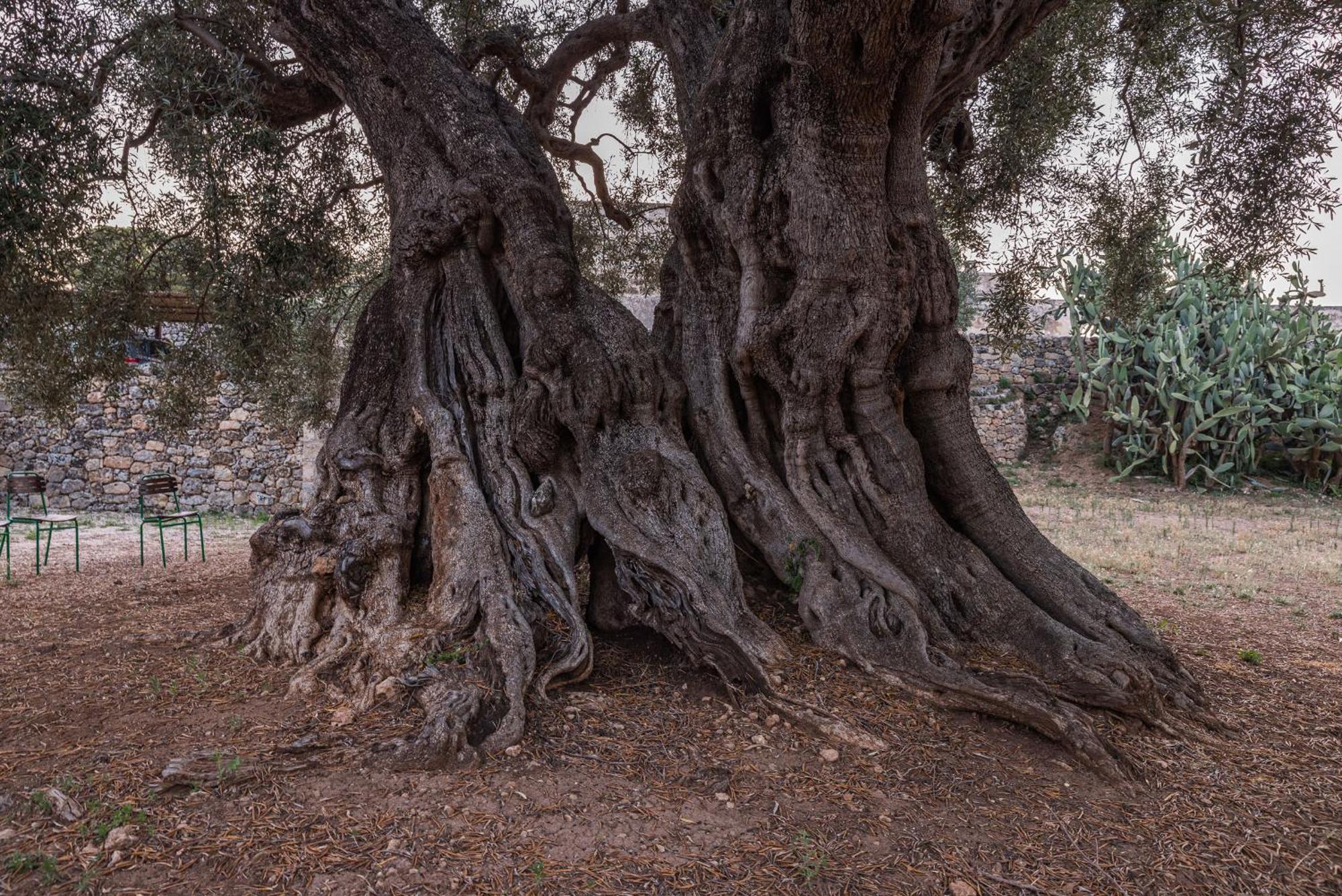 Masseria Torrelonga ฟาซาโน ภายนอก รูปภาพ